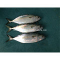 Свежая Замороженная индийская Рыба Скумбрии